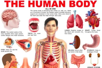 12 Fascinating Facts About the Human Body
