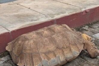 Ancient 420-Year-Old Tortoise ‘Baba’ Dies at Alaafin’s Palace in Oyo